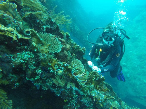 Ocean View Tulamben Dive & Resort  image 11