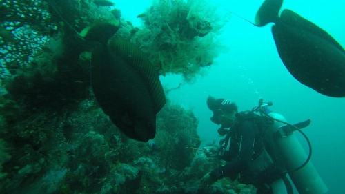 Ocean View Tulamben Dive & Resort  image 16